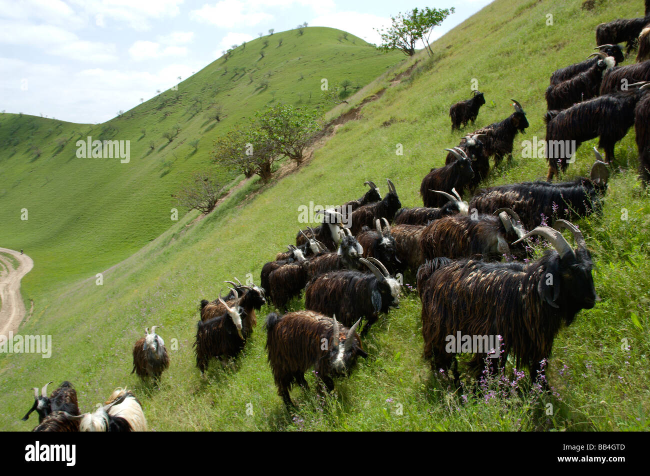 Un gregge di pecore pascola sulle colline di verde da piogge di primavera, e punteggiata da wildl alberi di pistacchio, vicino il Turkmenistan b Foto Stock