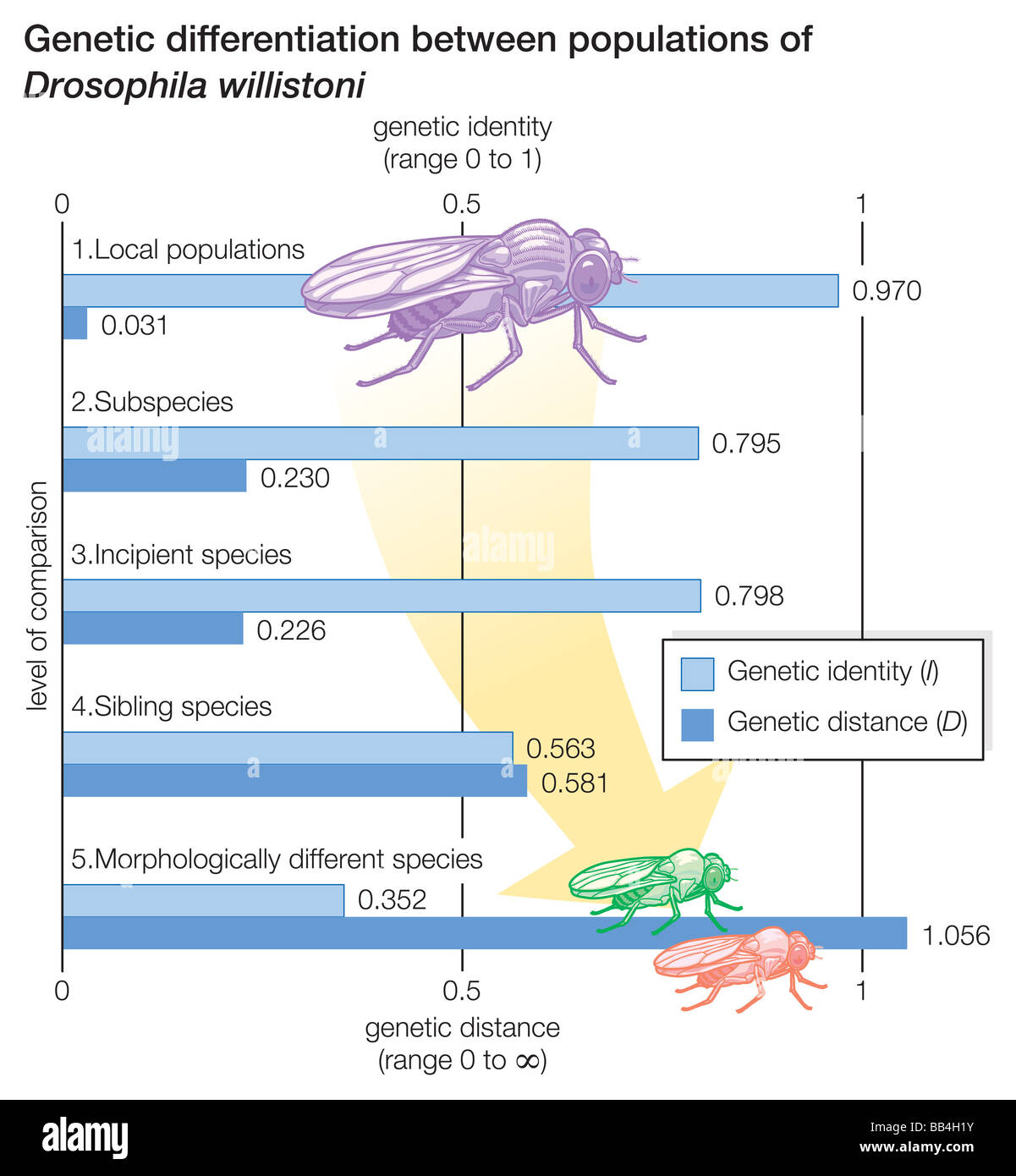 La differenziazione genetica tra popolazioni di Drosophila willistoni. Foto Stock