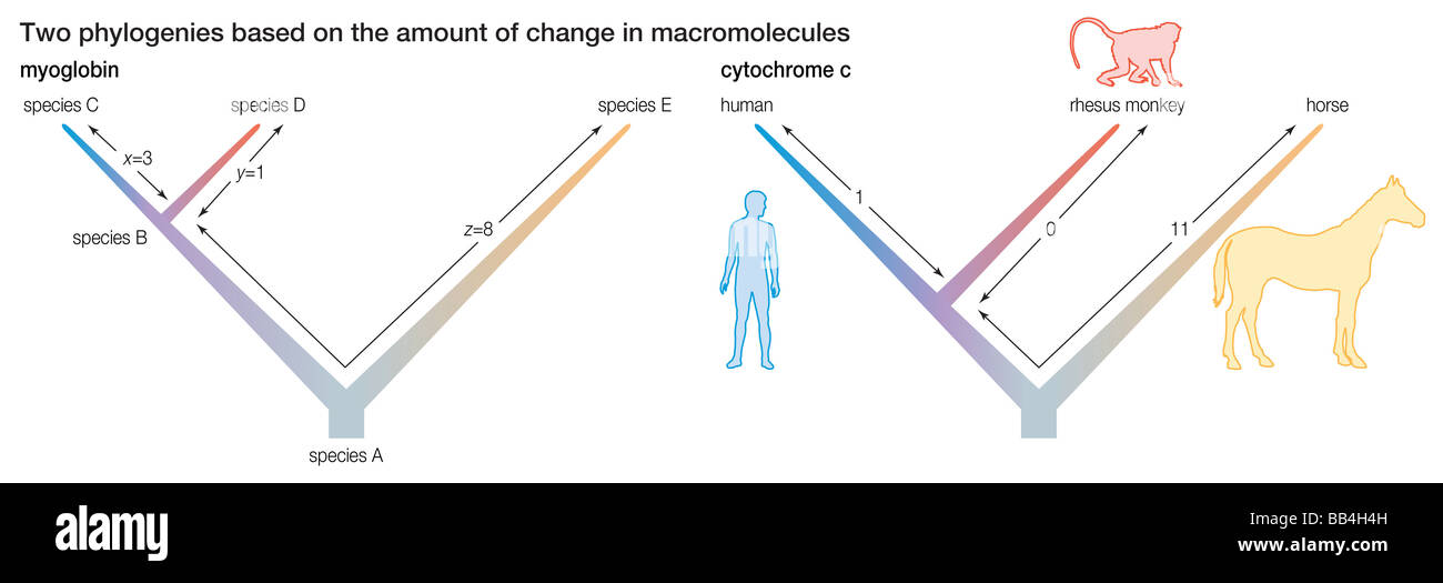 Due phylogenies sulla base della quantità di cambiamento di macromolecole. Foto Stock