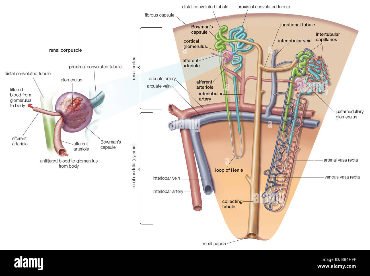 In corrispondenza di una estremità di ciascuna nephron nel rene di mammifero esiste una doppia parete, cuplike struttura denominata i corpuscoli renali. Foto Stock