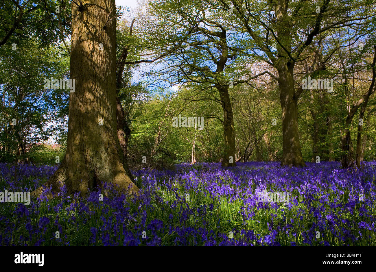 Bluebells in un bosco ceduo Suffolk REGNO UNITO Foto Stock