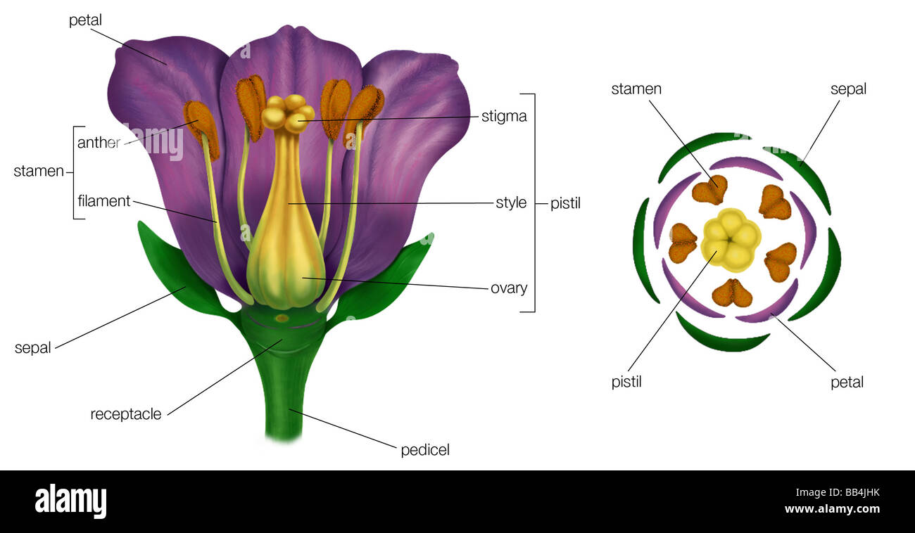 Fiore generalizzato con parti (sinistra); schema che mostra la disposizione dei componenti floreali in sezione trasversale al fiore di base (a destra). Foto Stock