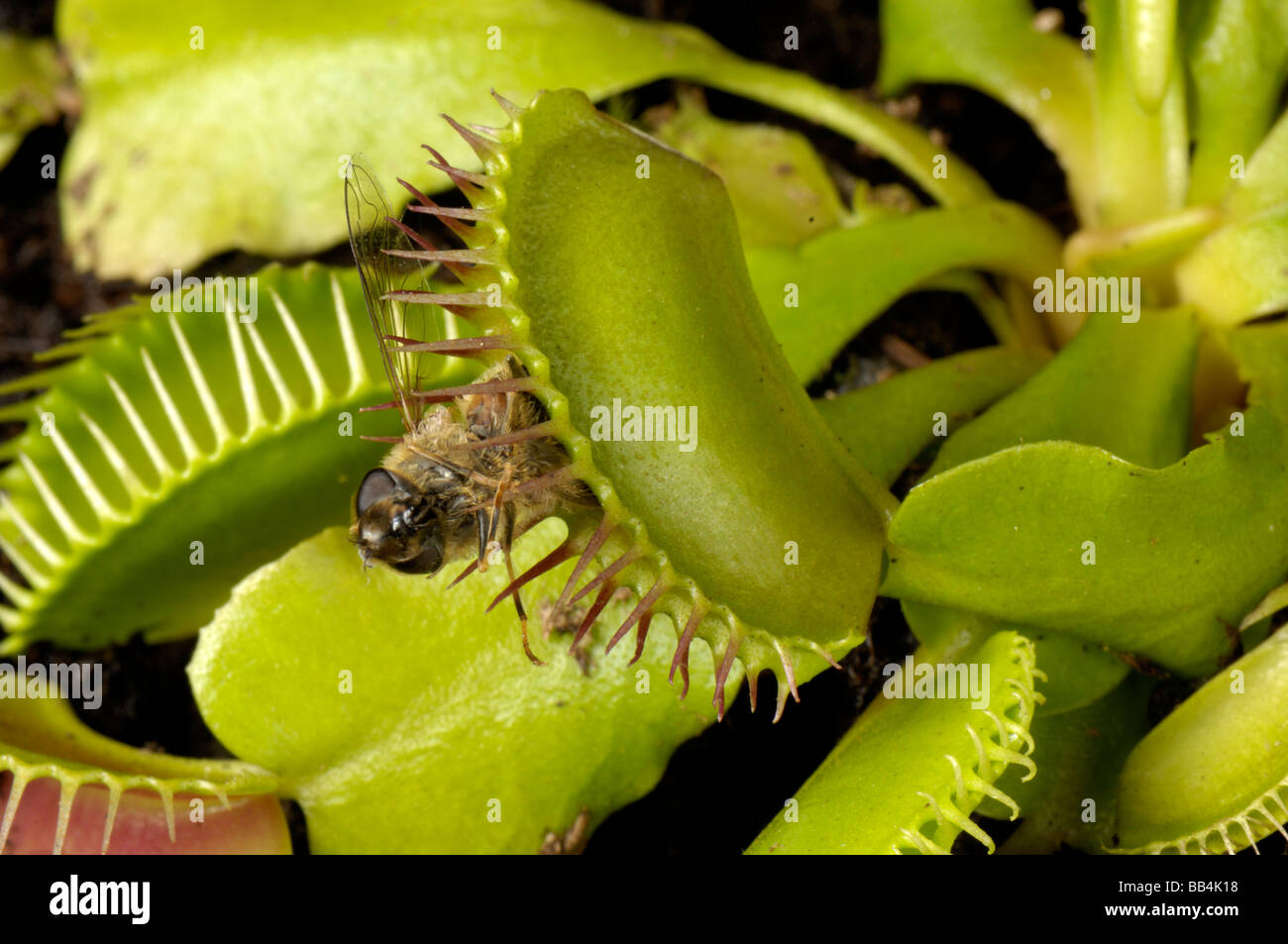 Acchiappamosche al Dioinaea muscipula con hover fly intrappolato tra le foglie Foto Stock