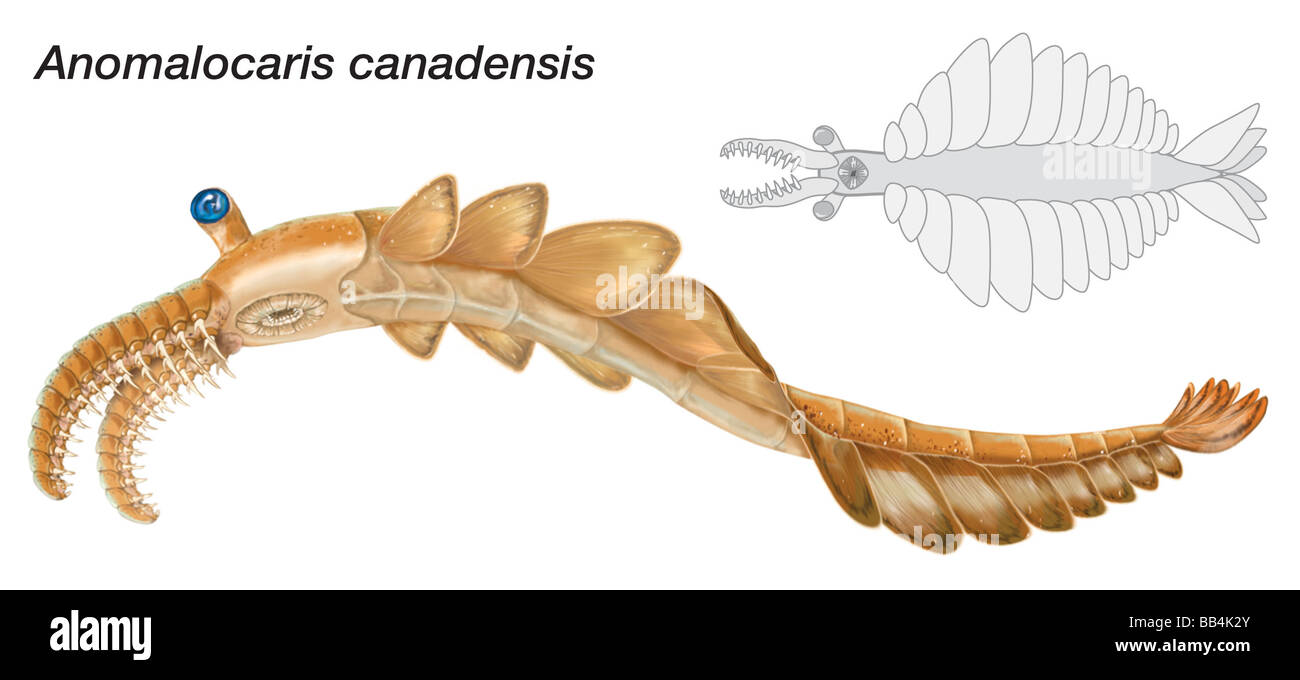 Schizzo di Anomalocaris canadensis. Membri del genere Anomalocaris furono le più grandi predatori marini del periodo Cambriano. Foto Stock