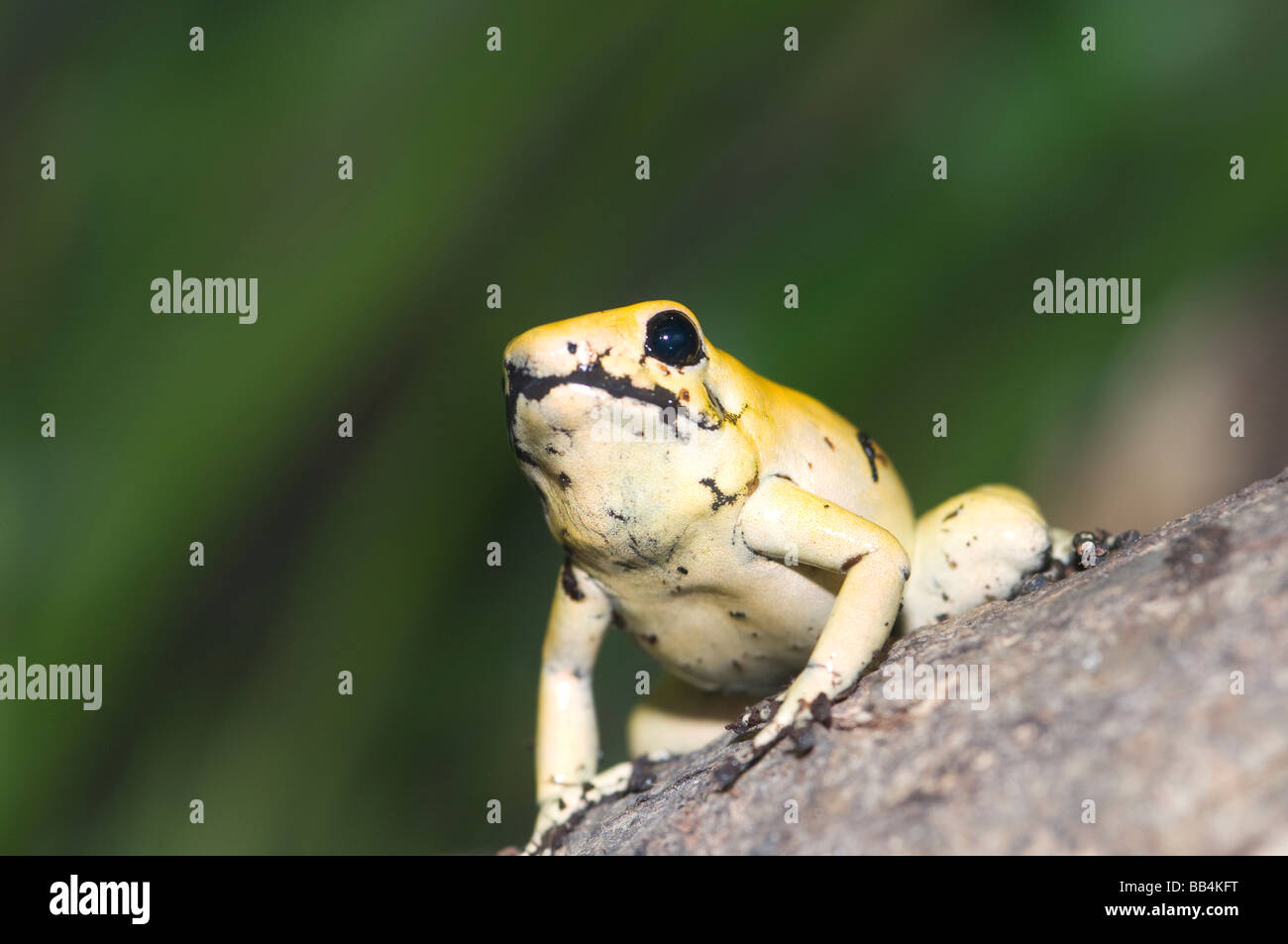 Golden Poison Dart Frog seduto su una roccia Foto Stock