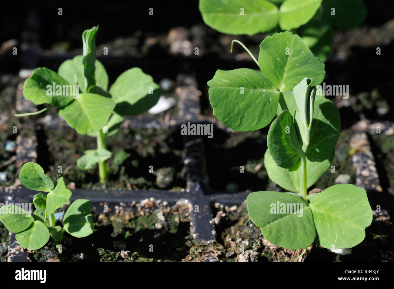 Il segnale di PEA piantine Hurst albero verde Foto Stock