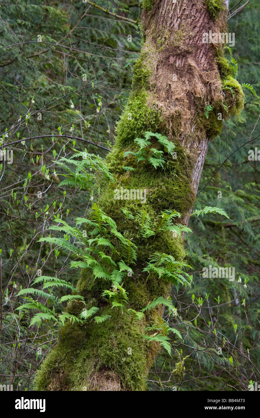 WA, Tiger Mountain State Forest, liquirizia felci, crescente da moss su foglia di grandi alberi di acero Foto Stock