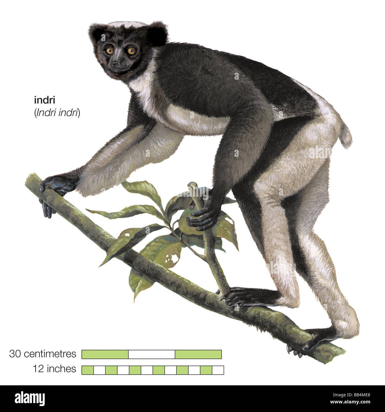 (Indri Indri Indri Indri) Foto Stock