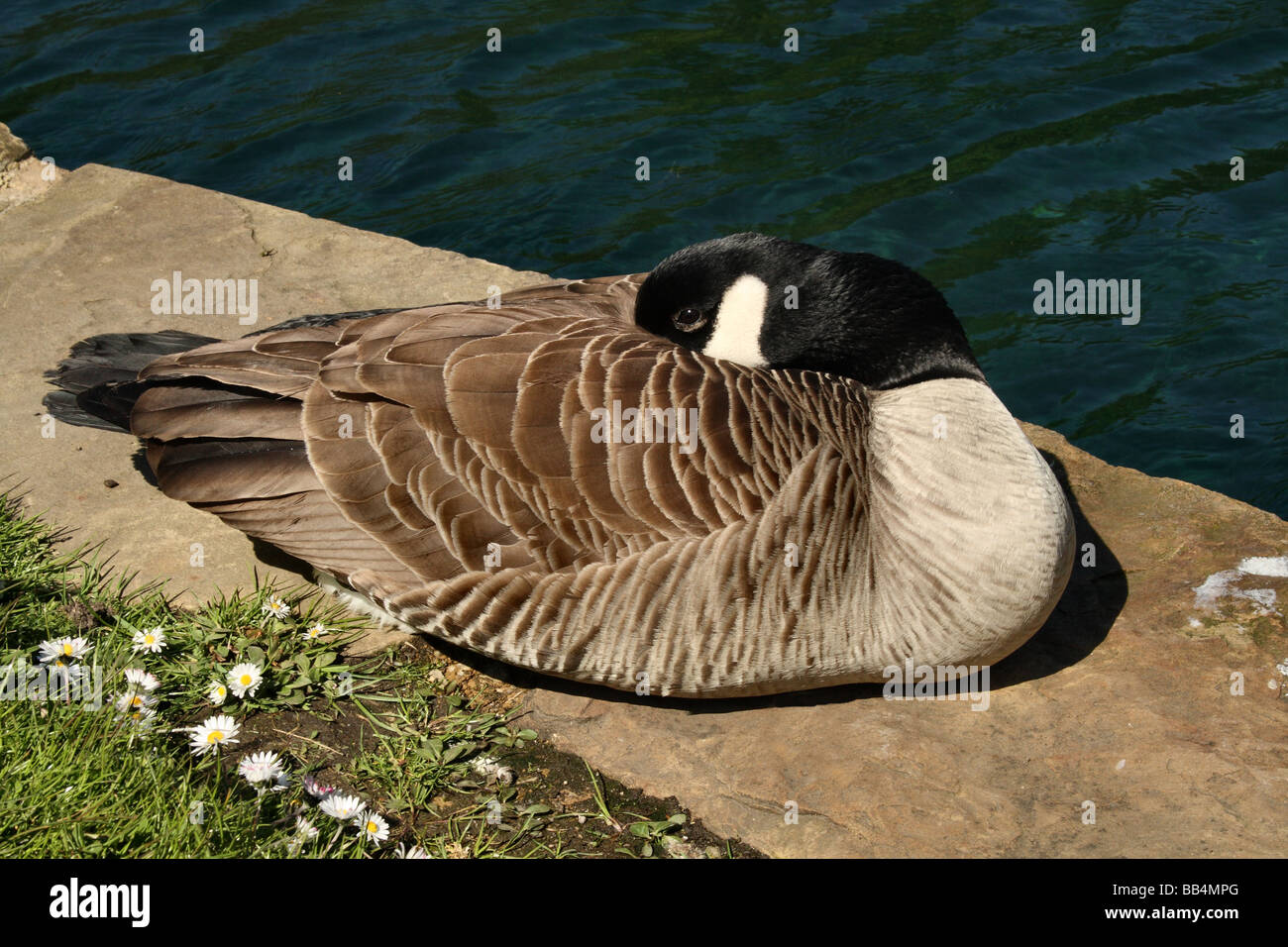 Canada Goose Branta canadensis è un uccelli acquatici o Wetland Bird che lambisce il sedimento di erba e altro materiale erbivori Foto Stock