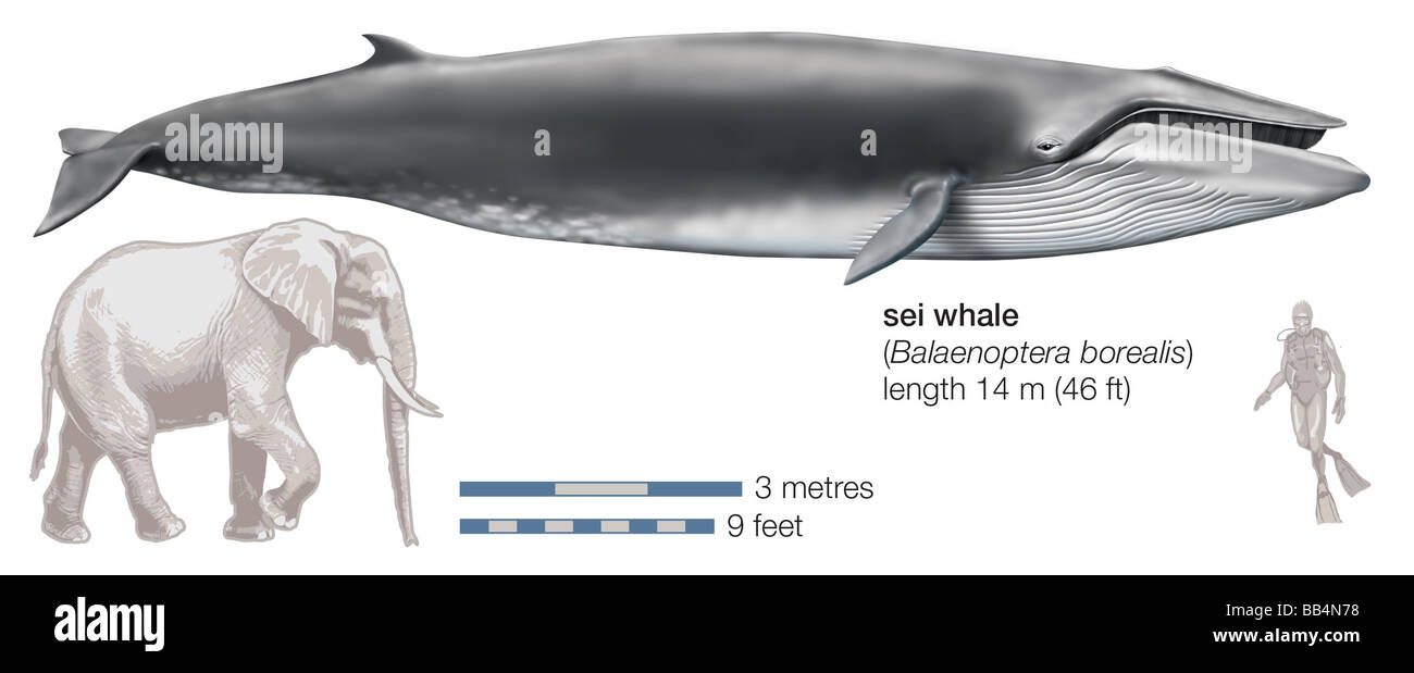 Sei balena (Balaenoptera borealis) Foto Stock