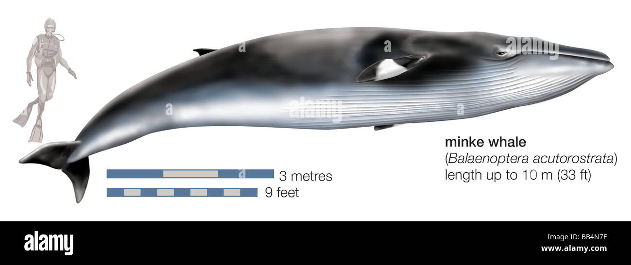 Minke whale (Balaenoptera acutorostrata) Foto Stock