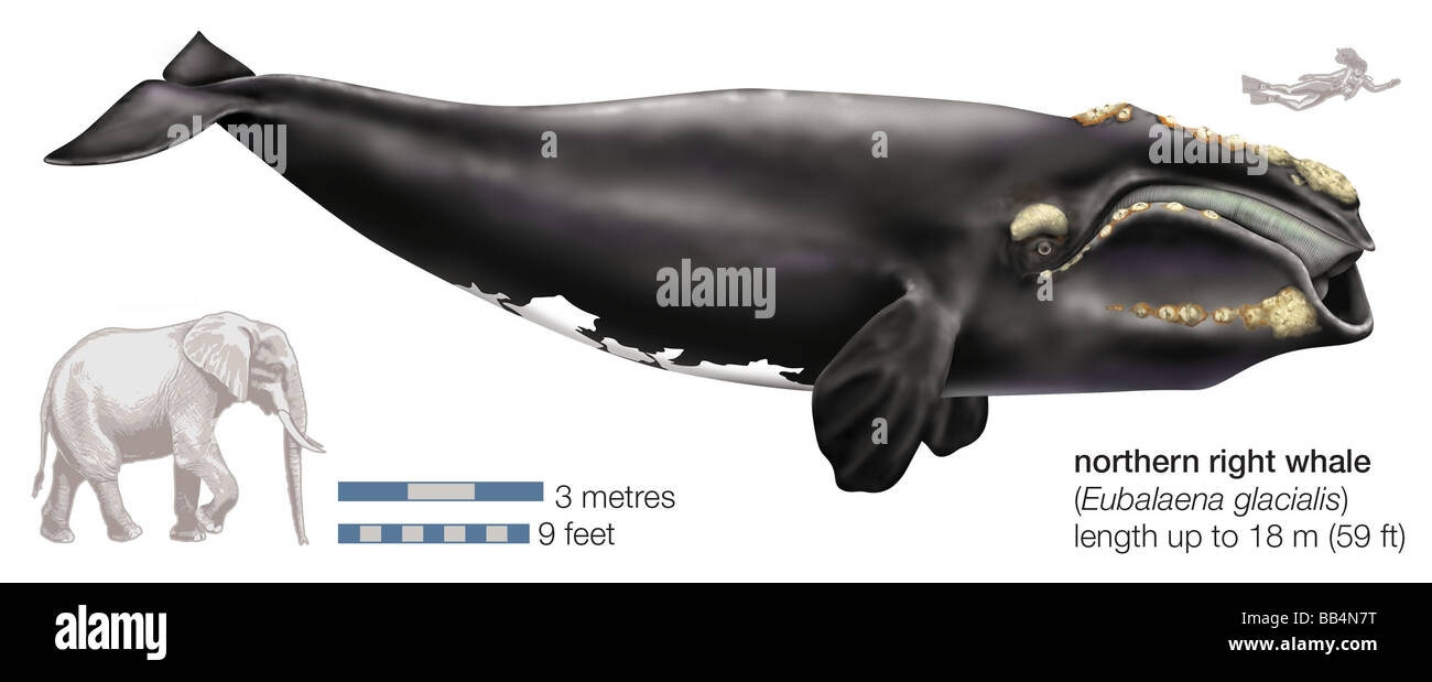 Il Nord a destra (balena Eubalaena glacialis) Foto Stock