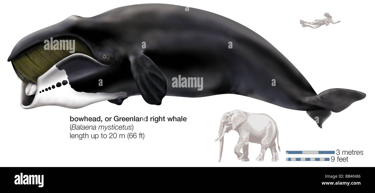 La Groenlandia a destra o bowhead, balena (Balaena mysticetus) Foto Stock