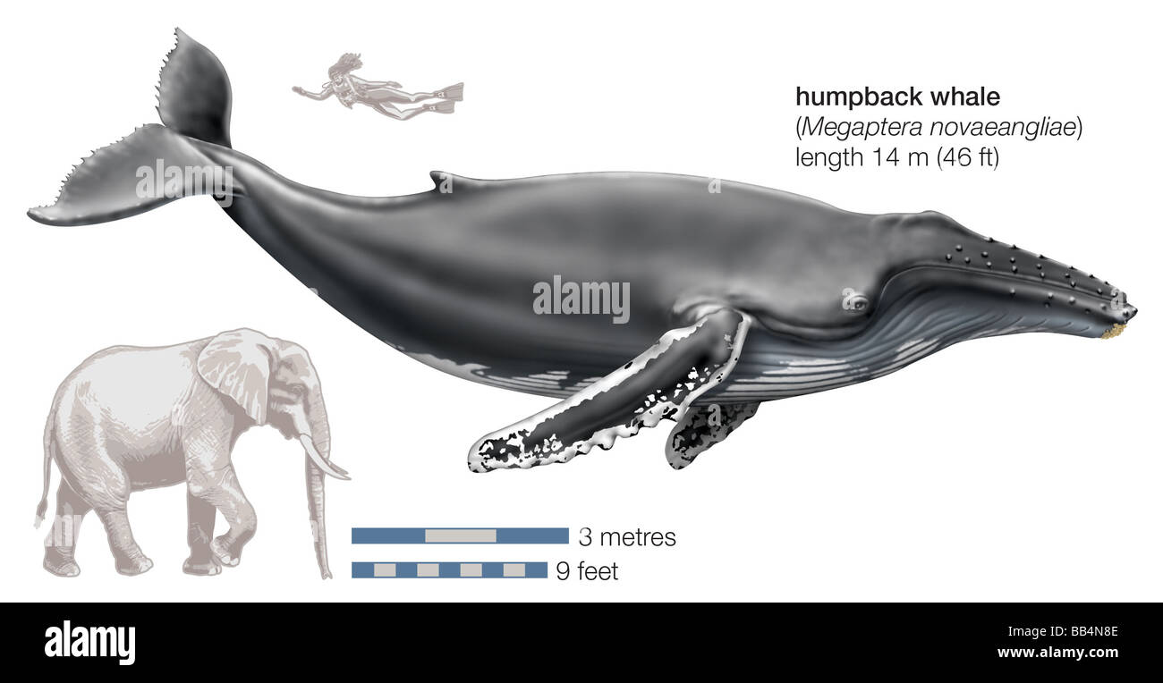 Humpback Whale (Megaptera novaeangliae) Foto Stock