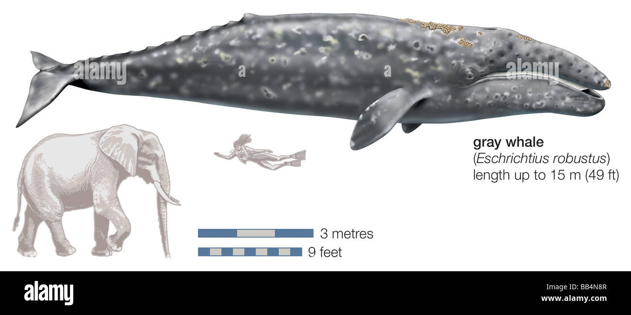 Balena Grigia (Eschrichtius robustus) Foto Stock