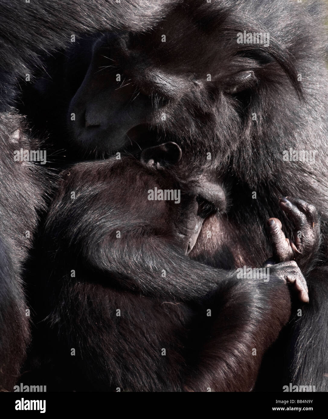 Sulawesi scimmia macaco Macaca nigra Foto Stock