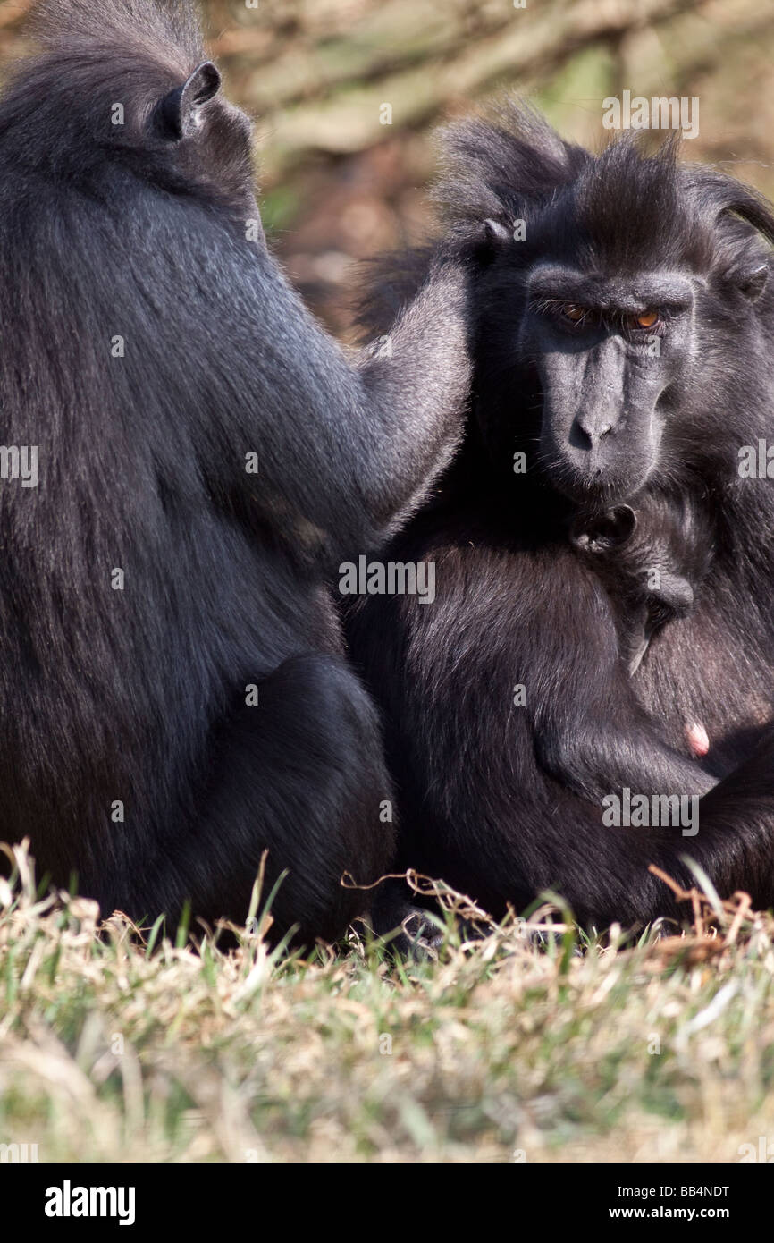 Sulawesi scimmia macaco Macaca nigra Foto Stock