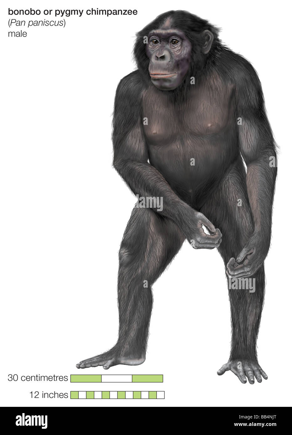 Voce maschile bonobo o scimpanzé pigmeo (Pan paniscus) Foto Stock