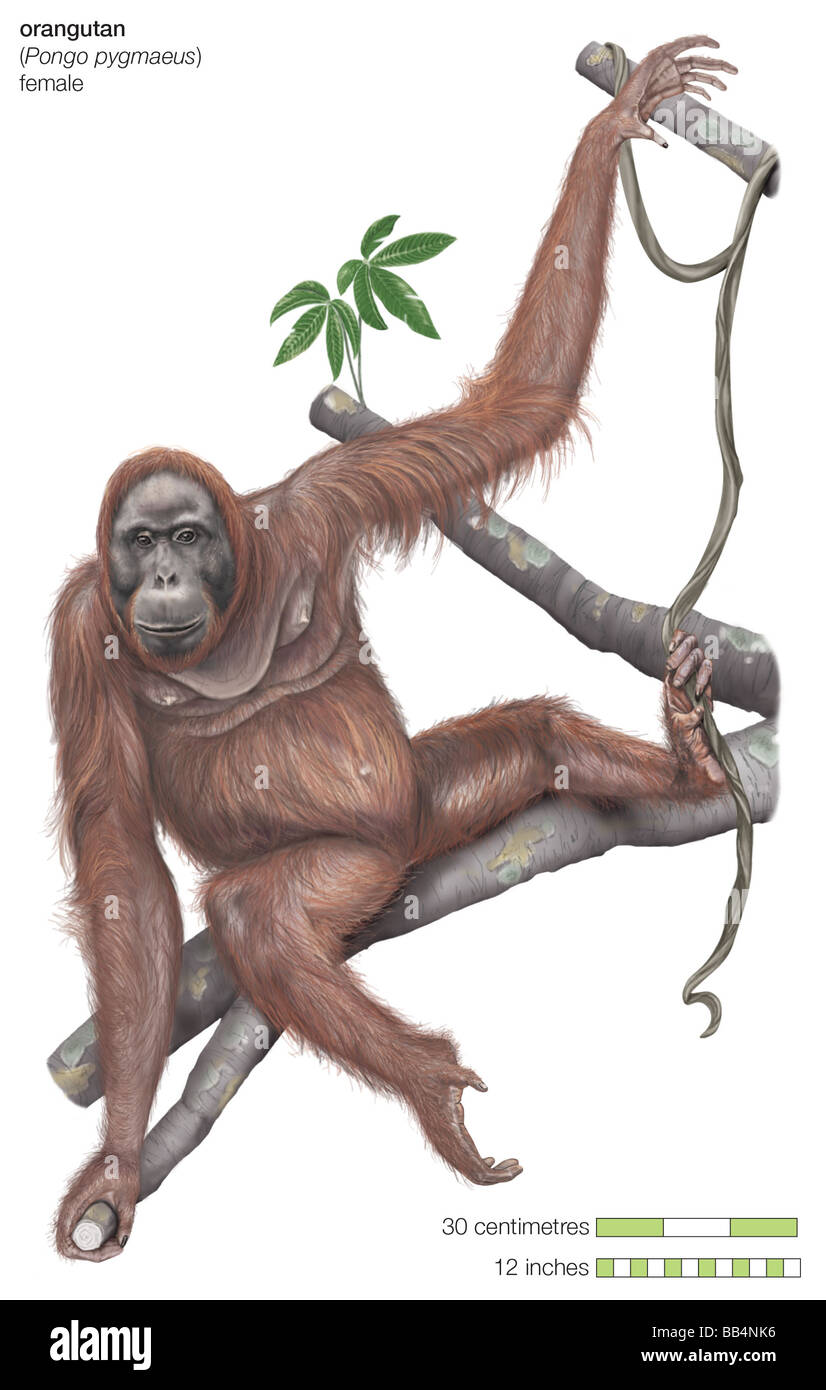 Femmina Bornean orangutan (Pongo pygmaeus) Foto Stock