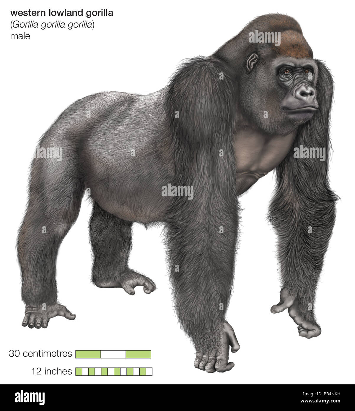 Maschio di pianura occidentale gorilla Foto Stock