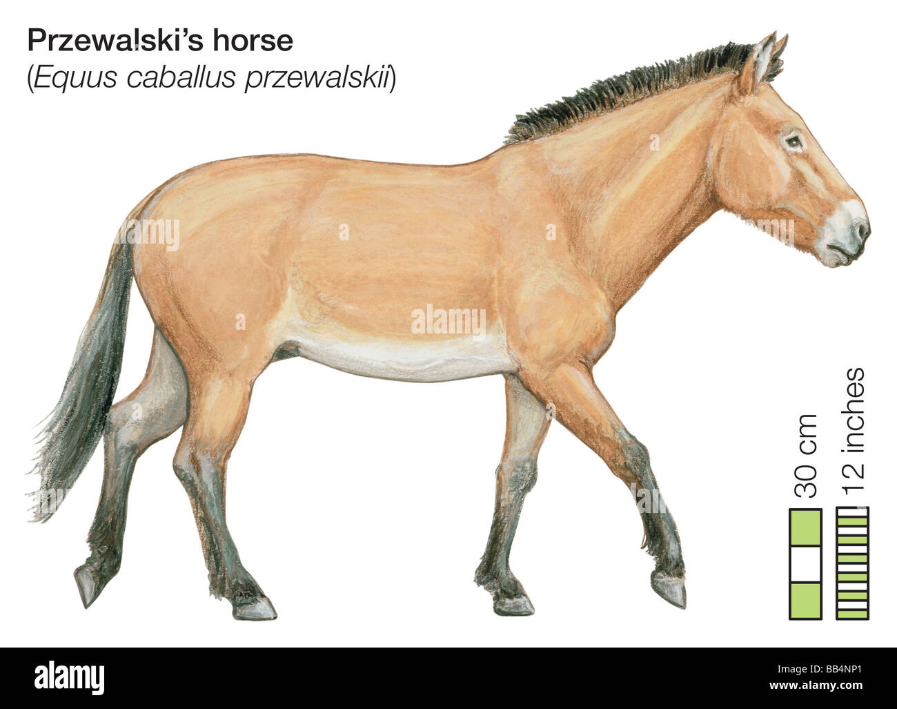 Cavallo di Przewalski (Equus caballus przewalskii) Foto Stock