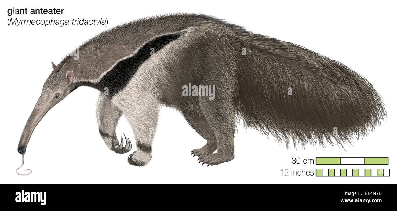 Giant anteater (Myrmecophaga tridactyla) Foto Stock