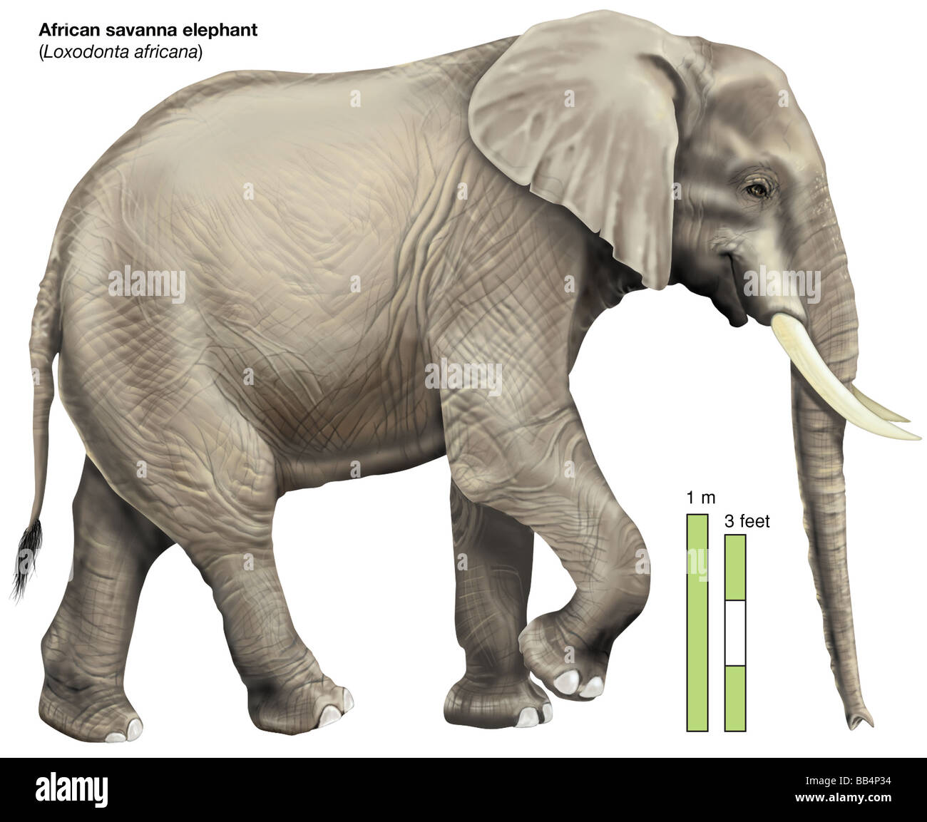 Savana Africana elefante africano (Loxodonta africana) Foto Stock