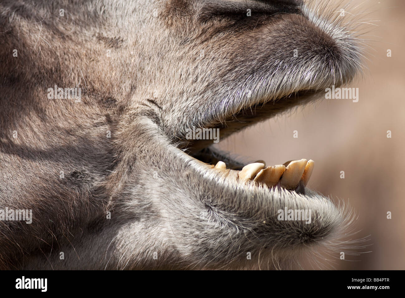 Bactrian Camel Camelus bactrianus Foto Stock