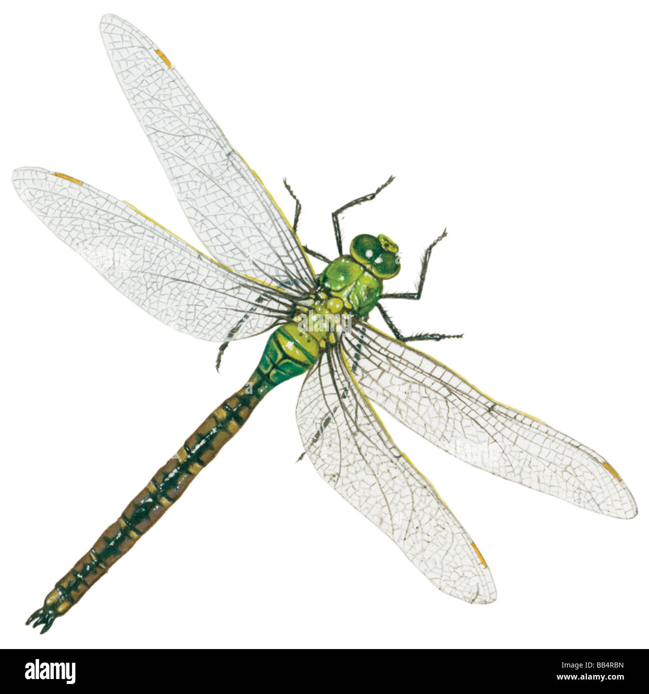 Verde comune darner dragonfly (Anax junius) Foto Stock