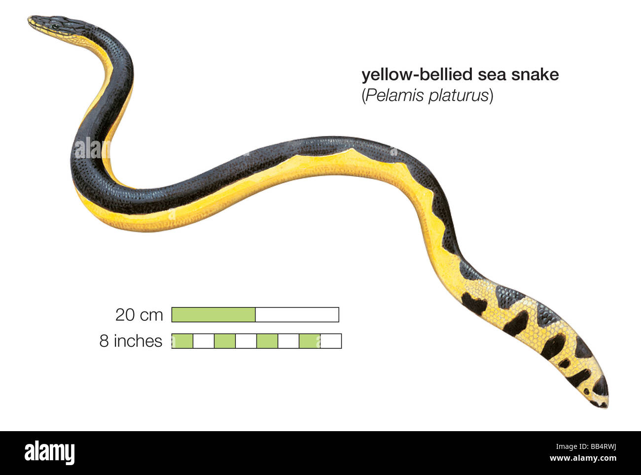 A becco giallo mare snake (Pelamis platurus) Foto Stock
