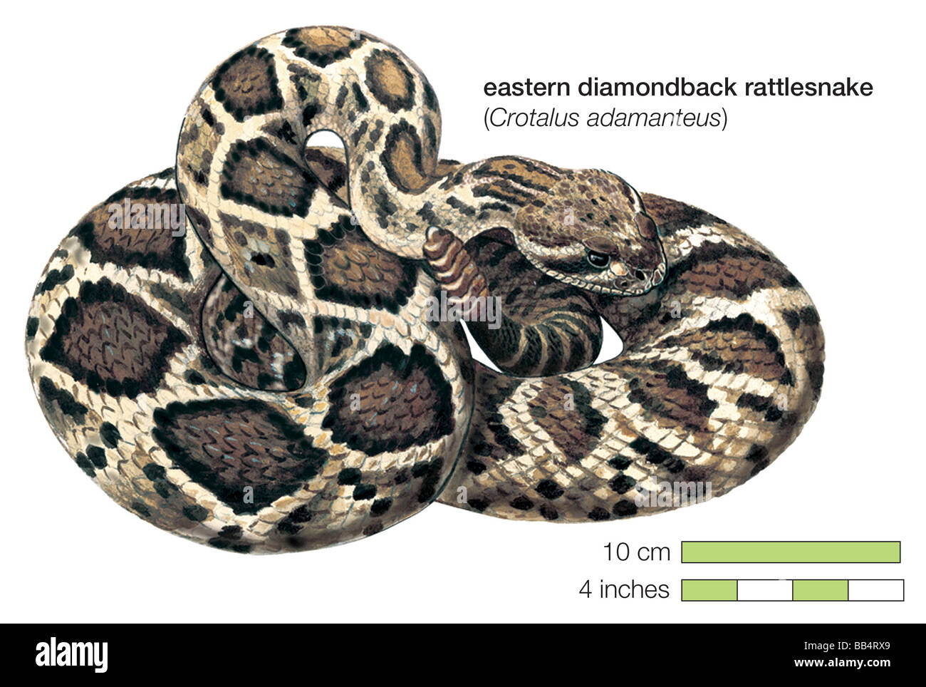 Eastern diamondback rattlesnake (Crotalus adamanteus) Foto Stock