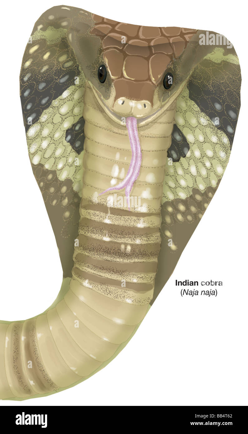 Testa di Indian spectacled cobra (Naja naja) Foto Stock