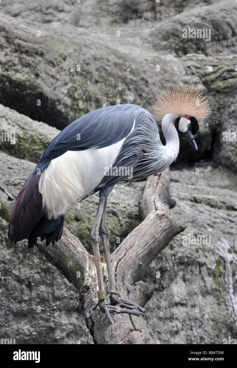 Due Paesi africani coronata gru Foto Stock
