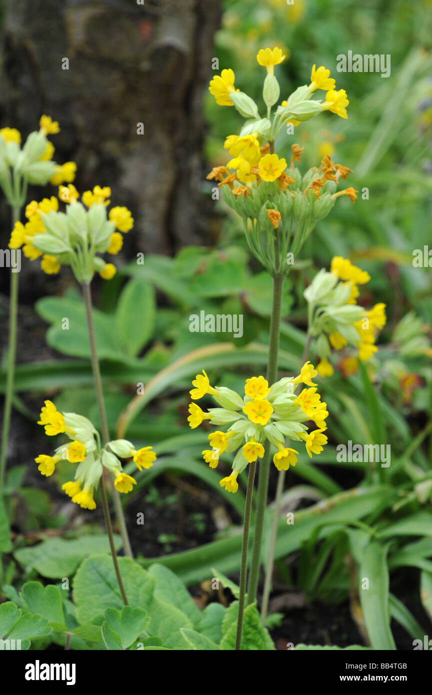 Wild Primula Cowslip in fiore Foto Stock