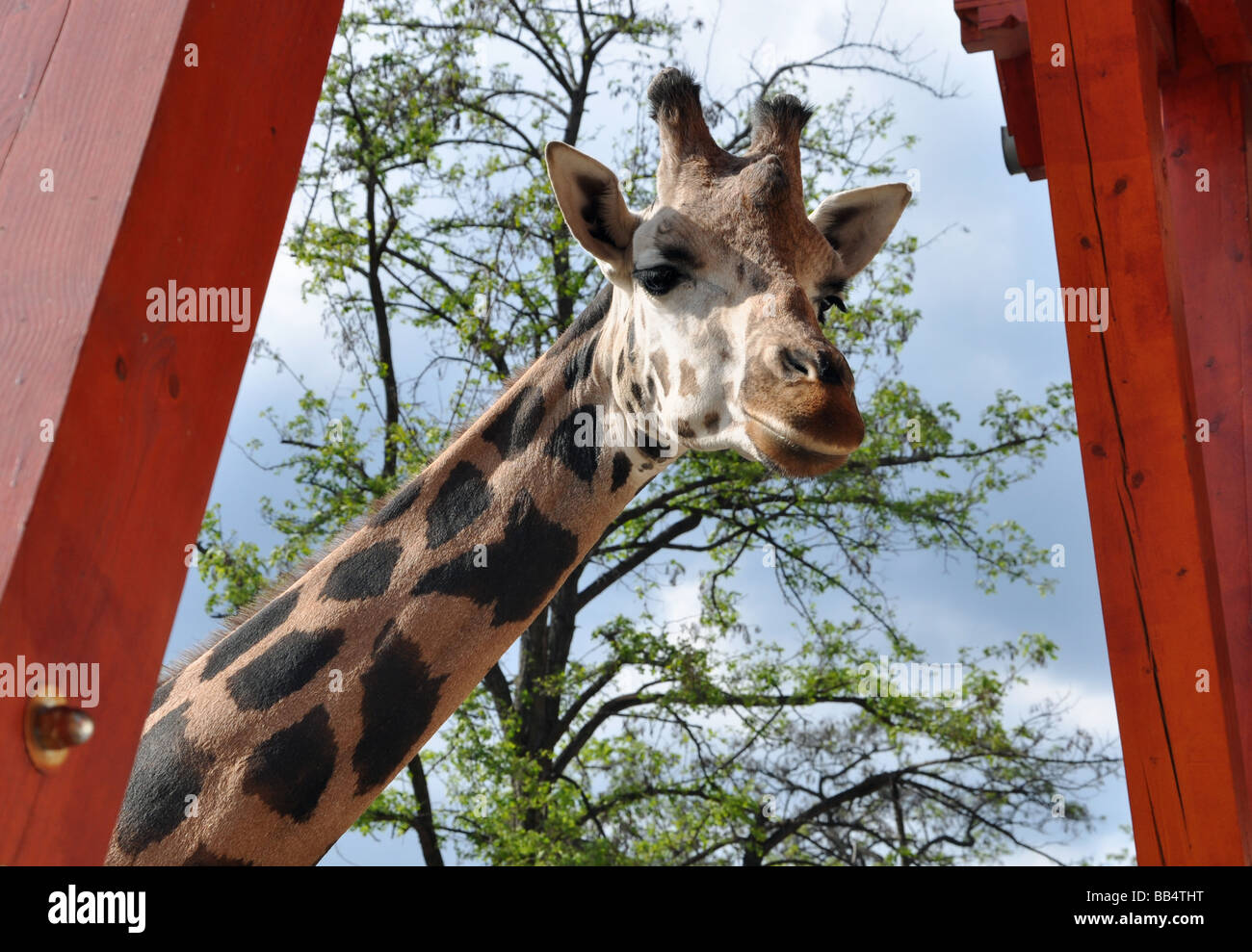Una curiosa giraffa, lo Zoo di Budapest, Ungheria Foto Stock