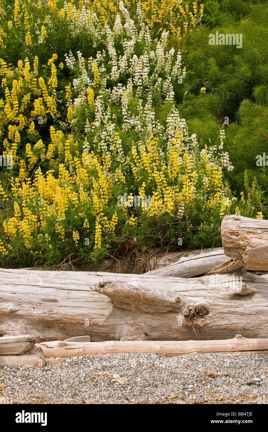 Stati Uniti d'America, WA, Camano Island. Boccola gialla di lupino è nativo di California. Foto Stock