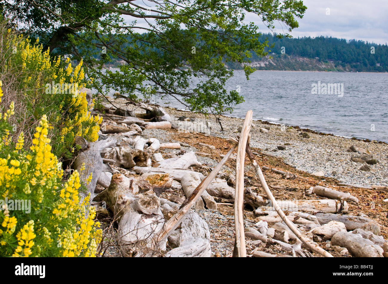 Stati Uniti d'America, WA, Camano Island. Boccola gialla di lupino è nativo di California. Foto Stock