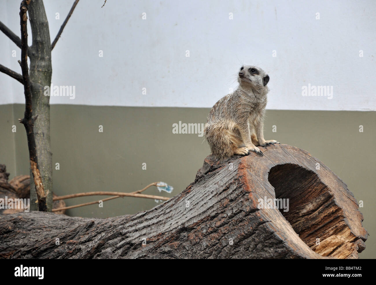 Un Meerkat presso lo Zoo di Budapest, Ungheria Foto Stock