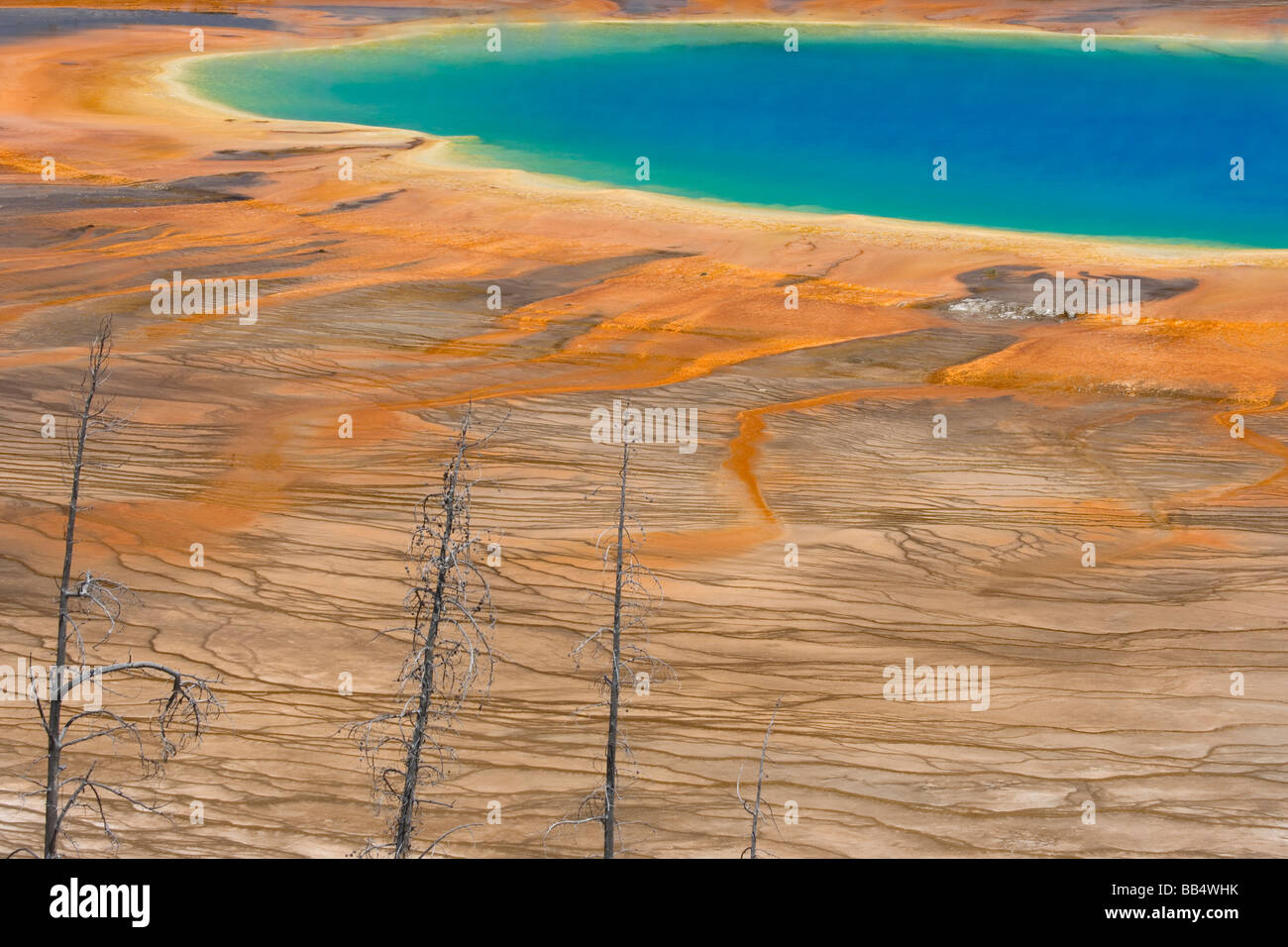 Stati Uniti d'America, Wyoming Yellowstone National Park. I colori e i motivi del Grand Prismatic Spring con alberi morti in primo piano. Foto Stock