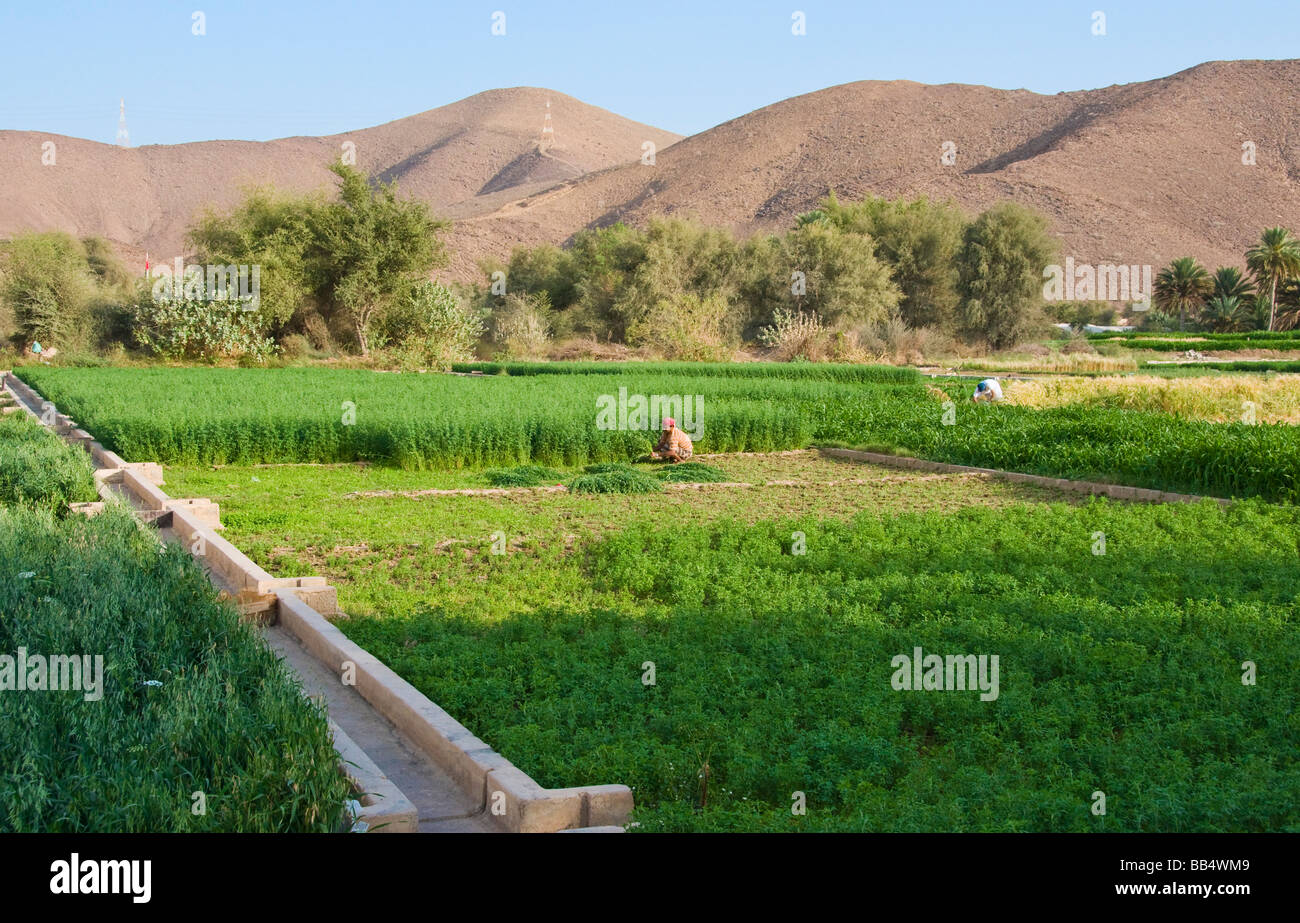 Aflaj o Falaj sono acqua di tradizionali sistemi di irrigazione , qui di seguito sono quelli di Jabal el Akhdar nel Sultanato di Oman Foto Stock