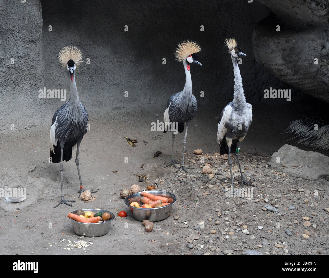 Tre africani gru coronata Foto Stock