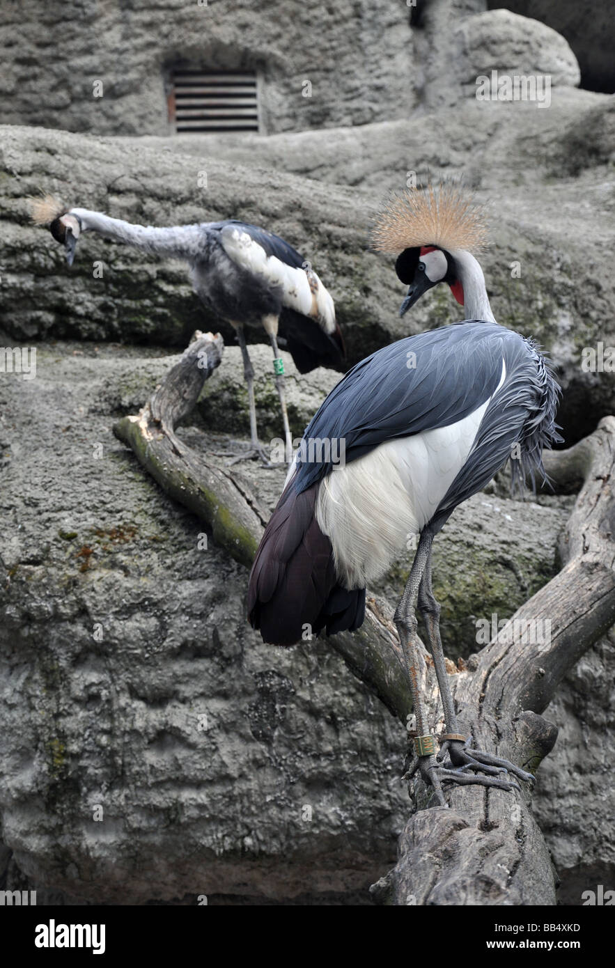 Due Paesi africani coronata gru Foto Stock