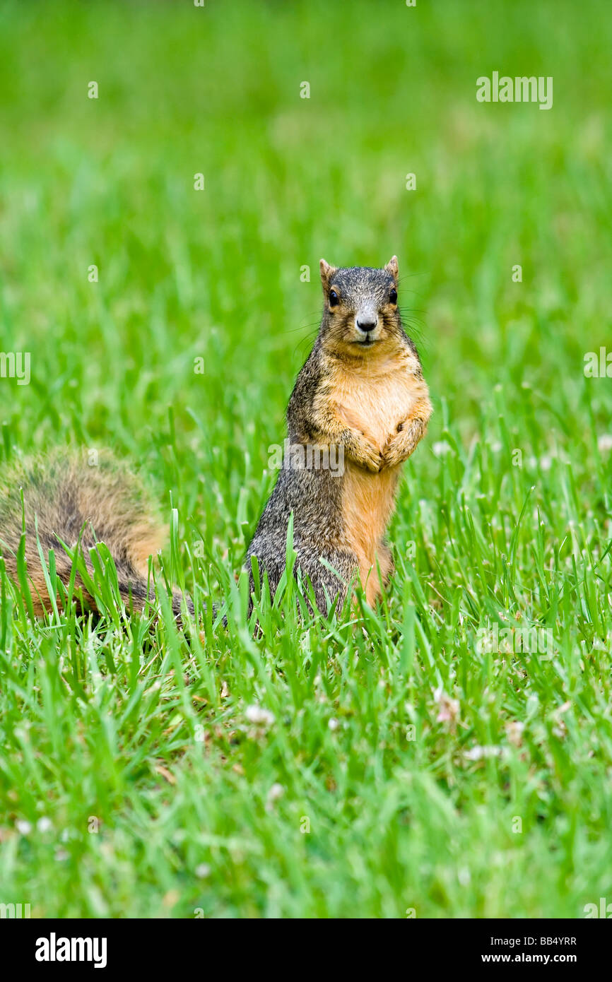 Fox Squirrel sul prato Foto Stock