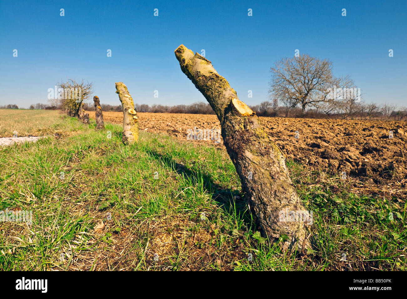 Vecchio a spalliera frutta Apple tronchi di alberi - Indre-et-Loire, Francia. Foto Stock