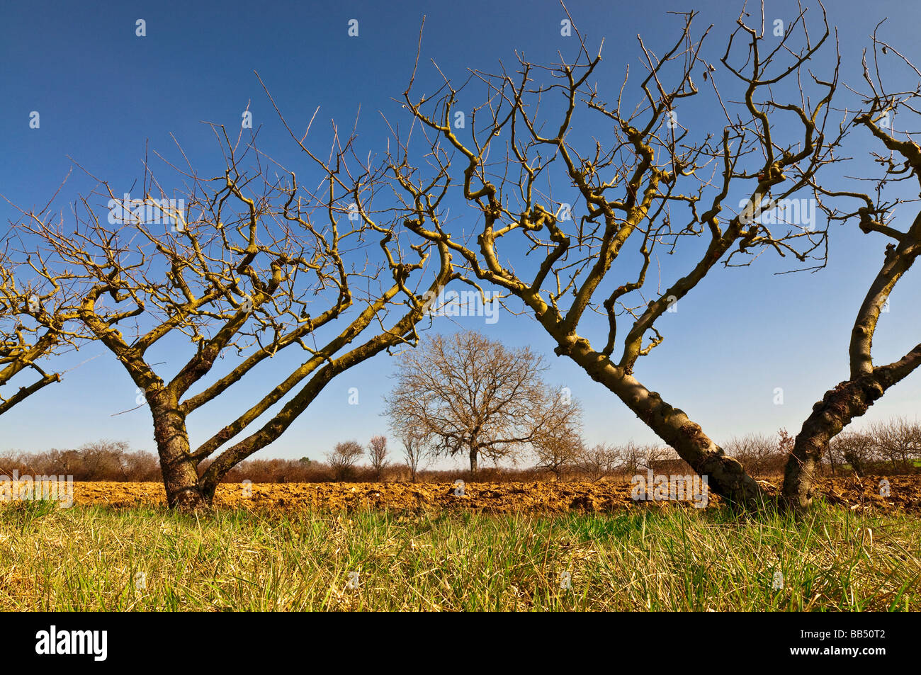 Vecchio Apple a spalliera di alberi da frutta - Indre-et-Loire, Francia. Foto Stock