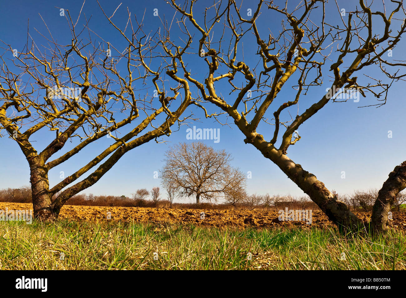 Alberi da frutta a spalliera immagini e fotografie stock ad alta  risoluzione - Alamy