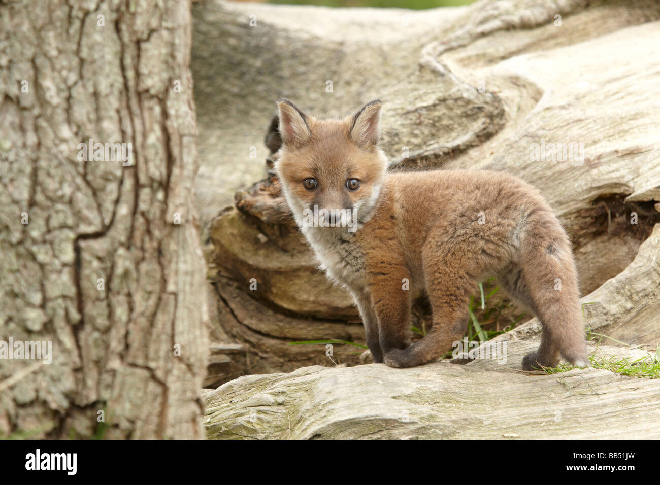 carina foxcub Foto Stock