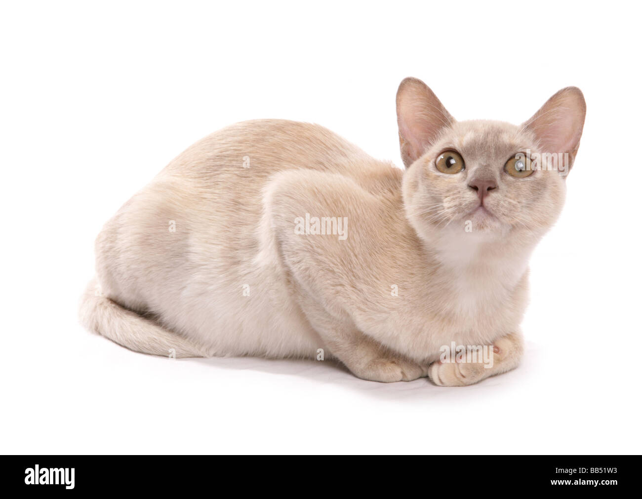 Crema asiatici gatto adulto recante ritratto Studio Foto Stock