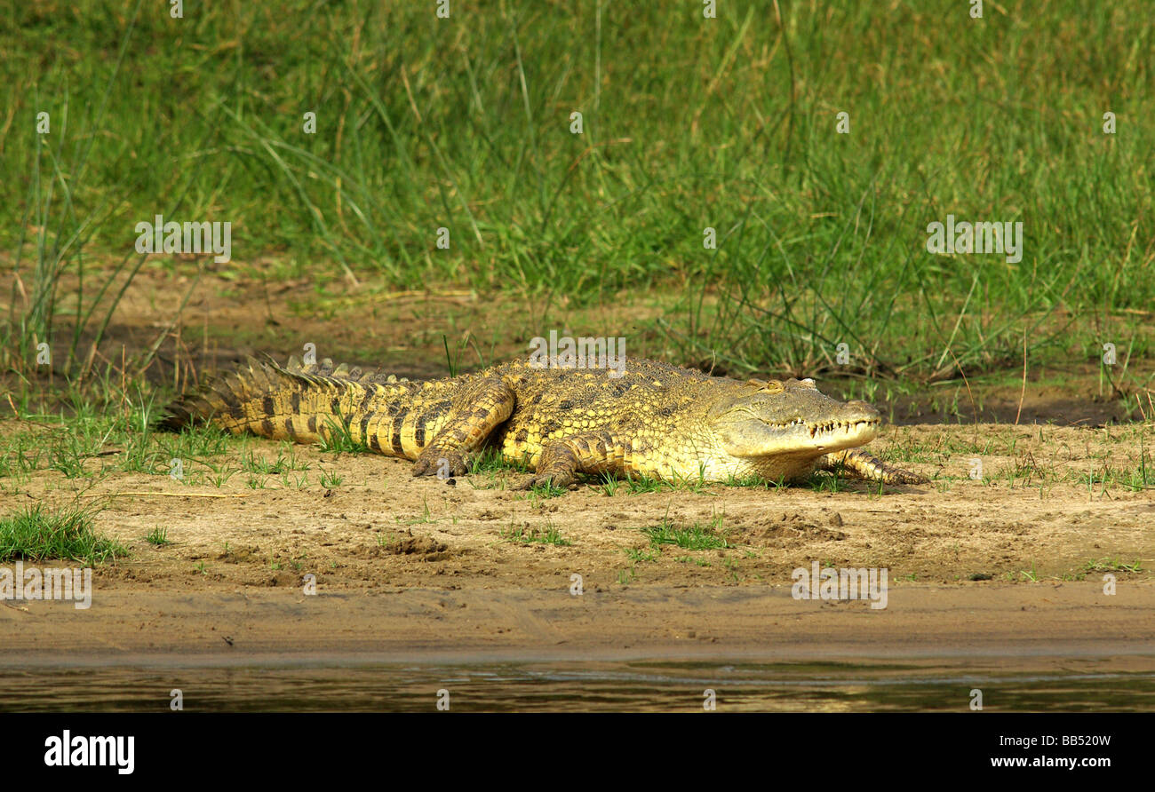 Coccodrillo del Nilo - Crocodylus niloticus Foto Stock