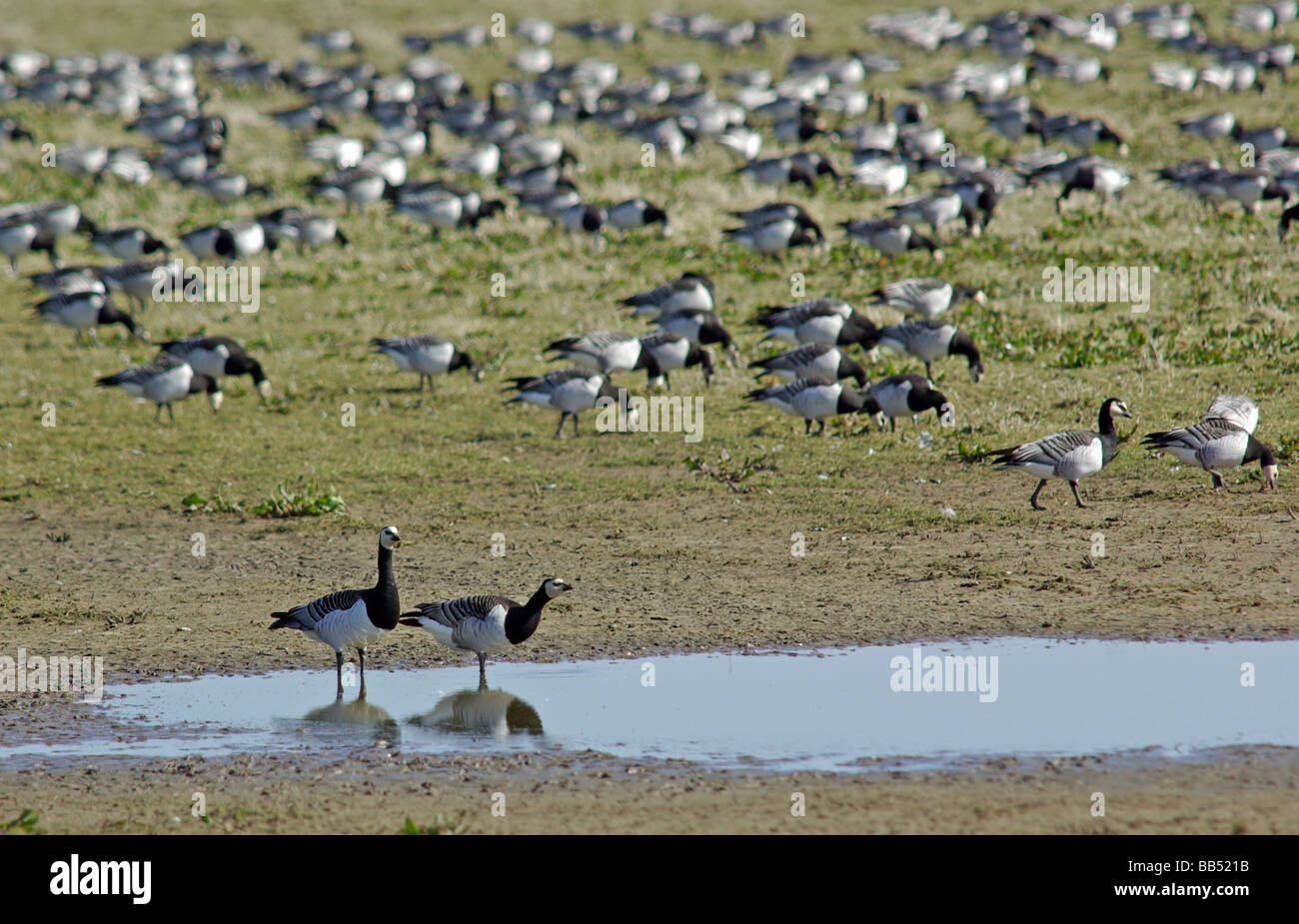 Oche facciabianca - Branta leucopsis Foto Stock